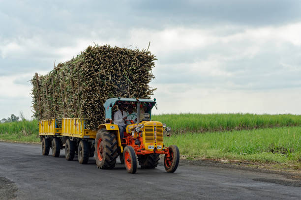 Sugarcane Harvesting